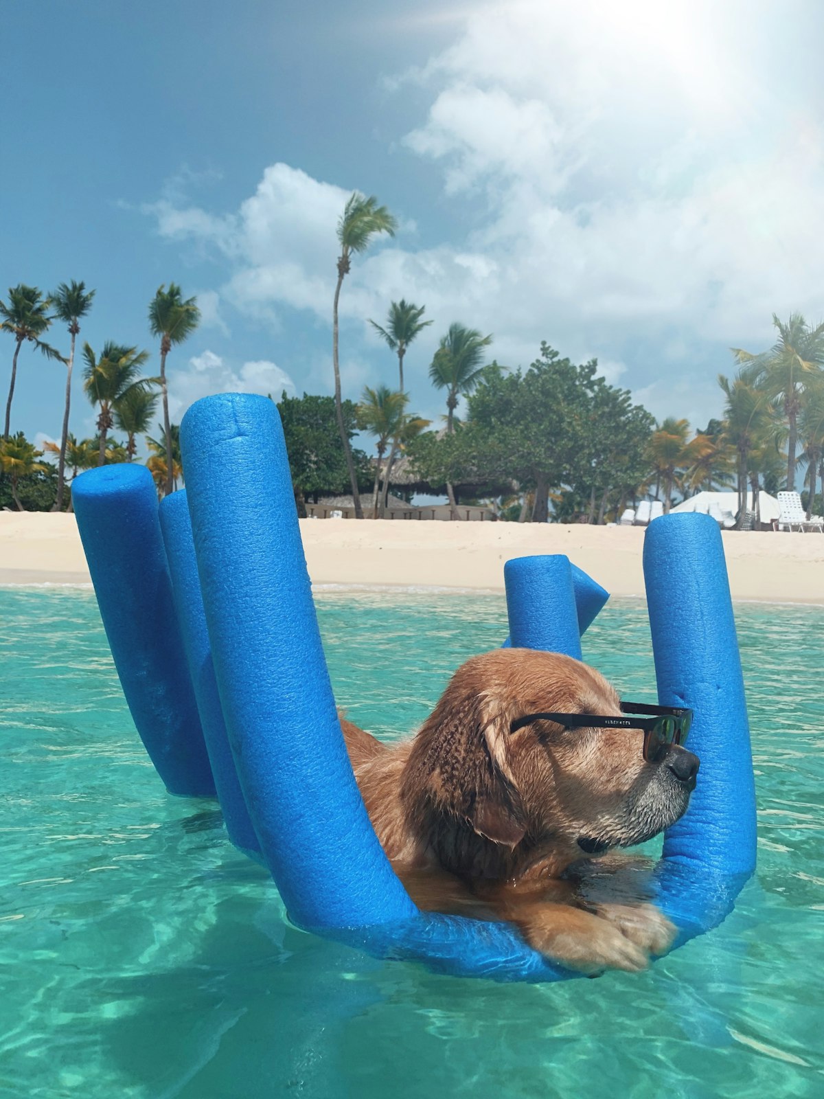 Dog Heatstroke: Signs, Prevention, and Emergency Response 5 Summer dog safety guide
