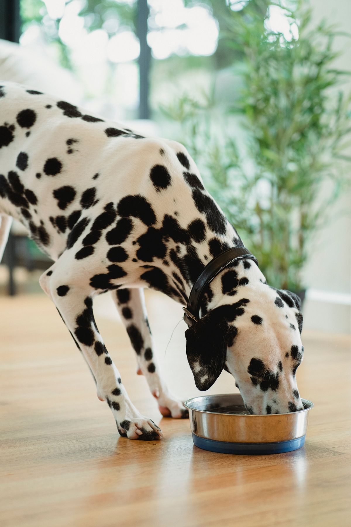 How Much to Feed Your Dog: Complete Portion Guide by Age, Weight, and Breed 7 Spotted Dalmatian dog eating from a metal bowl indoors