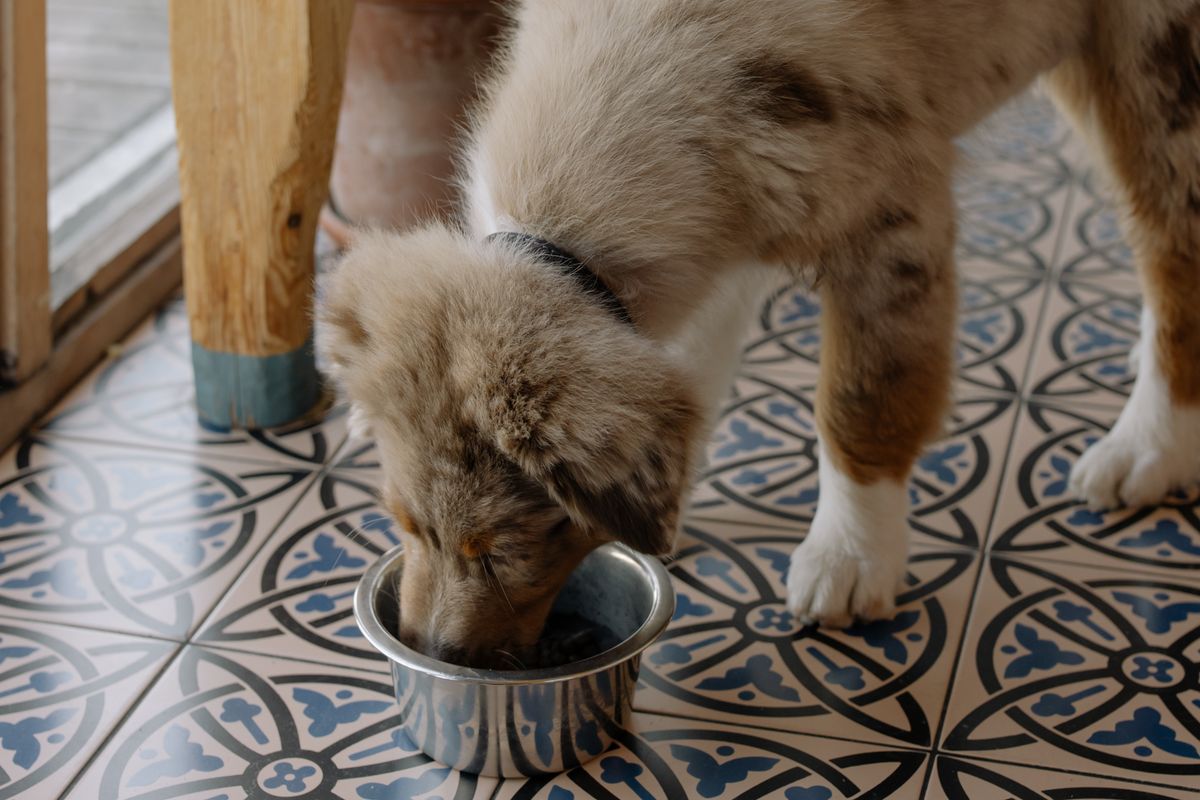 How Much to Feed Your Dog: Complete Portion Guide by Age, Weight, and Breed 3 Happy brown dog eating dry kibble from a stainless steel bowl