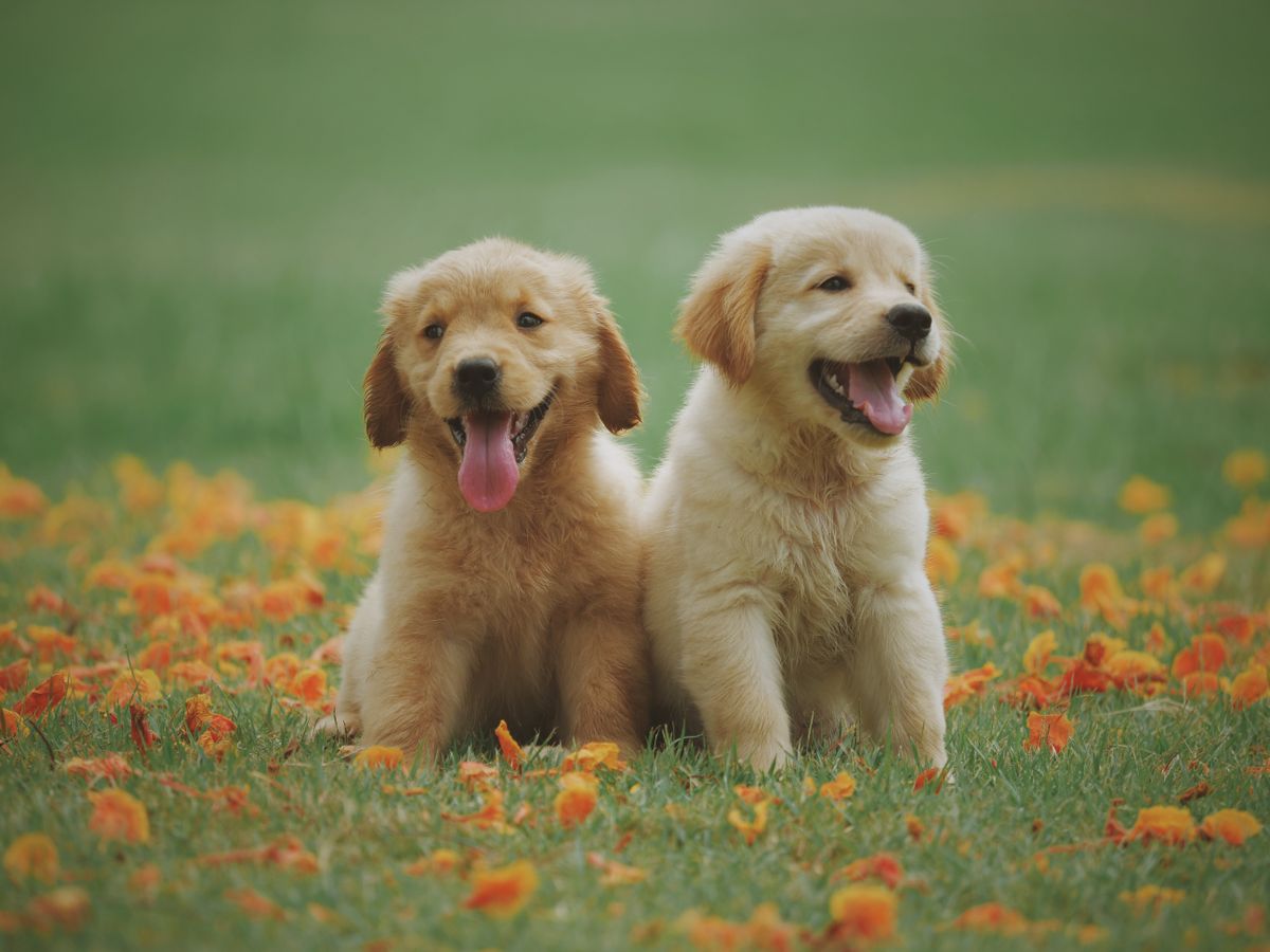 Dog Obesity & Weight Management: A Complete Guide for Pet Parents 2 Veterinarian weighing a dog on a scale during health checkup