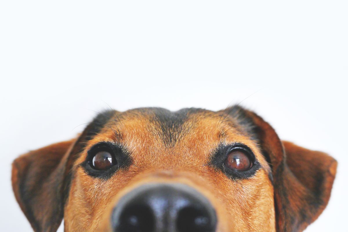 Dog Obesity & Weight Management: A Complete Guide for Pet Parents 3 Happy dog running and exercising outdoors on a walk